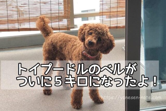 トイプードル ベルのブログ ページ 2 トイプードルと谷根千暮らし
